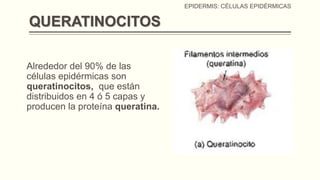 EPIDERMIS: CÉLULAS EPIDÉRMICAS

QUERATINOCITOS
Alrededor del 90% de las
células epidérmicas son
queratinocitos, que están
distribuidos en 4 ó 5 capas y
producen la proteína queratina.

 