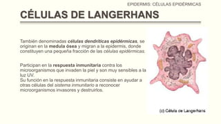 EPIDERMIS: CÉLULAS EPIDÉRMICAS

CÉLULAS DE LANGERHANS
También denominadas células dendríticas epidérmicas, se
originan en la medula ósea y migran a la epidermis, donde
constituyen una pequeña fracción de las células epidérmicas.
Participan en la respuesta inmunitaria contra los
microorganismos que invaden la piel y son muy sensibles a la
luz UV.
Su función en la respuesta inmunitaria consiste en ayudar a
otras células del sistema inmunitario a reconocer
microorganismos invasores y destruirlos.

 