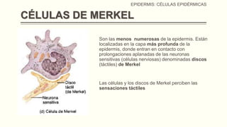 EPIDERMIS: CÉLULAS EPIDÉRMICAS

CÉLULAS DE MERKEL
Son las menos numerosas de la epidermis. Están
localizadas en la capa más profunda de la
epidermis, donde entran en contacto con
prolongaciones aplanadas de las neuronas
sensitivas (células nerviosas) denominadas discos
(táctiles) de Merkel

Las células y los discos de Merkel perciben las
sensaciones táctiles

 