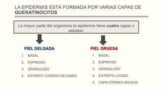 LA EPIDERMIS ESTÁ FORMADA POR VARIAS CAPAS DE
QUERATINOCITOS
La mayor parte del organismo la epidermis tiene cuatro capas o
estratos:

PIEL DELGADA

PIEL GRUESA

1. BASAL

1. BASAL

2. ESPINOSO

2. ESPINOSO

3. GRANULOSO

3. GRANULOSO

4. ESTRATO CÓRENO DELGADO

4. ESTRATO LÚCIDO
5. CAPA CÓRNEA GRUESA

 