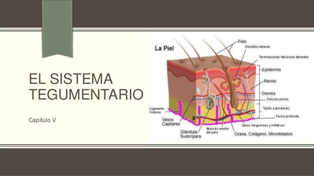 5. El Sistema Tegumentario cap5