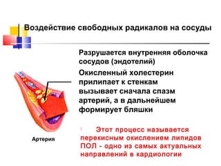 Воздействие свободных радикалов на сосуды
Разрушается внутренняя оболочка
сосудов (эндотелий)

Окисленный холестерин
прилипает к стенкам
вызывает сначала спазм
артерий, а в дальнейшем
формирует бляшки
Этот процесс называется
перекисным окислением липидов
ПОЛ - одно из самых актуальных
направлений в кардиологии


Артерия

 