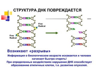 СТРУКТУРА ДНК ПОВРЕЖДАЕТСЯ

Возникают «разрывы»
Информация о биологическом возрасте искажается и человек
начинает быстро стареть!
При определенных воздействиях нарушение ДНК способствует
образованию атипичных клеток, т.е. развитию опухолей.

 