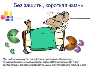 Без защиты, короткая жизнь

SOD
CAT

При недостаточности выработки в организме собственных
антиоксидантов: супероксиддисмутазы SOD и каталазы CAT под
воздействием свободных радикалов мышь может прожить только 3 дня.

 