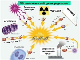 Образование свободных радикалов

ЕН

РАДИАЦИЯ

Р
КУ

Солнечная
радиация

И
Е

Метаболизм

Загрязнения
окружающей
среды

 