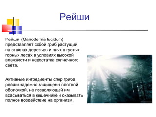Рейши
Рейши (Ganoderma lucidum)
представляет собой гриб растущий
на стволах деревьев и пнях в густых
горных лесах в условиях высокой
влажности и недостатка солнечного
света.
Активные ингредиенты спор гриба
рейши надежно защищены плотной
оболочкой, не позволяющей им
всасываться в кишечнике и оказывать
полное воздействие на организм.

 