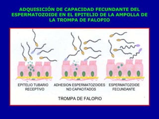 ADQUISICIÓN DE CAPACIDAD FECUNDANTE DEL
ESPERMATOZOIDE EN EL EPITELIO DE LA AMPOLLA DE
LA TROMPA DE FALOPIO

 