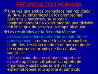 FECUNDACION HUMANA

Una vez que ambos pronúcleos han replicado

su DNA, se entremezclan los cromosomas
paternos y maternos, se separan
longitudinalmente y experimentan una división
mitótica que da origen a la etapa bicelular
Los resultados de la fecundación son:
a) restablecimiento del número diploide de
cromosomas: la unión de los dos pronúcleos
haploides restableciendo el número diploide
de cromosomas propios de las células
somáticas
b) Formación de una célula completa: el
ovocito aporta el citoplasma, repleto de
orgánelos y sustancias nutritivas, el
espermatozoide solo aporta el centriolo

 