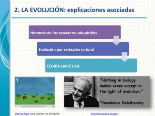 2. LA EVOLUCIÓN: explicaciones asociadas

Herencia de los caracteres adquiridos

Evolución por selección natural

TEORÍA SINTÉTICA

PINCHA AQUÍ para acceder a la animación

Procedencia de la imagen

 