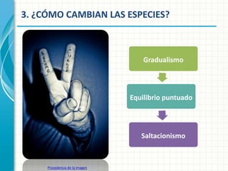 3. ¿CÓMO CAMBIAN LAS ESPECIES?

Gradualismo

Equilibrio puntuado

Saltacionismo

Procedencia de la imagen

 