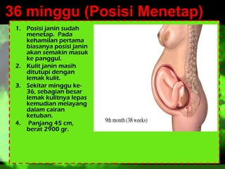 36 minggu (Posisi Menetap)
1. Posisi janin sudah
menetap. Pada
kehamilan pertama
biasanya posisi janin
akan semakin masuk
ke panggul.
2. Kulit janin masih
ditutupi dengan
lemak kulit.
3. Sekitar minggu ke36, sebagian besar
lemak kulitnya lepas
kemudian melayang
dalam cairan
ketuban.
4. Panjang 45 cm,
berat 2900 gr.

 