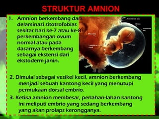STRUKTUR AMNION
1. Amnion berkembang dari
delaminasi sitotrofoblas
sekitar hari ke-7 atau ke-8
perkembangan ovum
normal atau pada
dasarnya berkembang
sebagai ekstensi dari
ekstoderm janin.
2. Dimulai sebagai vesikel kecil, amnion berkembang
menjadi sebuah kantong kecil yang menutupi
permukaan dorsal embrio.
3. Ketika amnion membesar, perlahan-lahan kantong
ini meliputi embrio yang sedang berkembang
yang akan prolaps kerongganya.

 