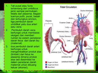 1.

2.

3.

Tali pusat atau funis
terbentang dari umbilicus
janin sampai permukaan
fetalis dari plasenta. Bagian
luarnya putih, pucat, basah
dan terbungkus amnion,
tiga pembuluh darah
umbilikal yaitu dua arteri
satu vena.
Pembuluh darah vena
berfungsi untuk membawa
oksigen dan memberi
nutrien ke sistem peredaran
darah fetus dari darah ibu
(maternal)
dua pembuluh darah arteri
berfungsi untuk
mengembalikan produk sisa
(limbah) dari fetus ke
plasenta dimana produk
sisa tadi diasimilasi ke
dalam peredaran darah
maternal untuk dibuang
keluar (eksresi).

 