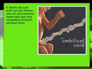 6. Matriks tali pusat
terdiri dari jelly Wharton
yaitu zat yang berbentuk
seperti agar-agar yang
mengelilingi pembuluhpembuluh darah.

 