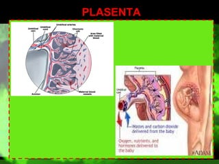 PLASENTA

 