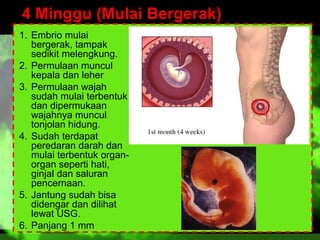 4 Minggu (Mulai Bergerak)
1. Embrio mulai
bergerak, tampak
sedikit melengkung.
2. Permulaan muncul
kepala dan leher
3. Permulaan wajah
sudah mulai terbentuk
dan dipermukaan
wajahnya muncul
tonjolan hidung.
4. Sudah terdapat
peredaran darah dan
mulai terbentuk organorgan seperti hati,
ginjal dan saluran
pencernaan.
5. Jantung sudah bisa
didengar dan dilihat
lewat USG.
6. Panjang 1 mm

 