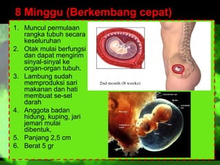 8 Minggu (Berkembang cepat)
1. Muncul permulaan
rangka tubuh secara
keseluruhan
2. Otak mulai berfungsi
dan dapat mengirim
sinyal-sinyal ke
organ-organ tubuh.
3. Lambung sudah
memproduksi sari
makanan dan hati
membuat se-sel
darah
4. Anggota badan
hidung, kuping, jari
jemari mulai
dibentuk,
5. Panjang 2,5 cm
6. Berat 5 gr

 