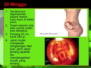 20 Minggu
1. Gerakannya
digambarkan
seperti seekor
kupu-kupu di dalam
perut.
2. Organ kelamin pria
atau wanita sudah
bisa diketahui.
3. Panjang 25 cm,
berat 280 gr.

4. Janin mulai
menjawab
rangsangan dari
luar, janin akan
tenang apabila
ibu
mendengarkan
musik yang
tenang.

 