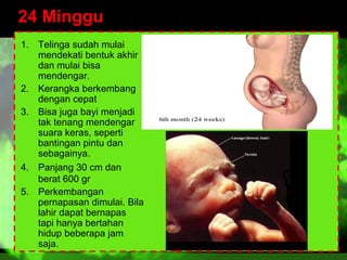 24 Minggu
1. Telinga sudah mulai
mendekati bentuk akhir
dan mulai bisa
mendengar.
2. Kerangka berkembang
dengan cepat
3. Bisa juga bayi menjadi
tak tenang mendengar
suara keras, seperti
bantingan pintu dan
sebagainya.
4. Panjang 30 cm dan
berat 600 gr
5. Perkembangan
pernapasan dimulai. Bila
lahir dapat bernapas
tapi hanya bertahan
hidup beberapa jam
saja.

 