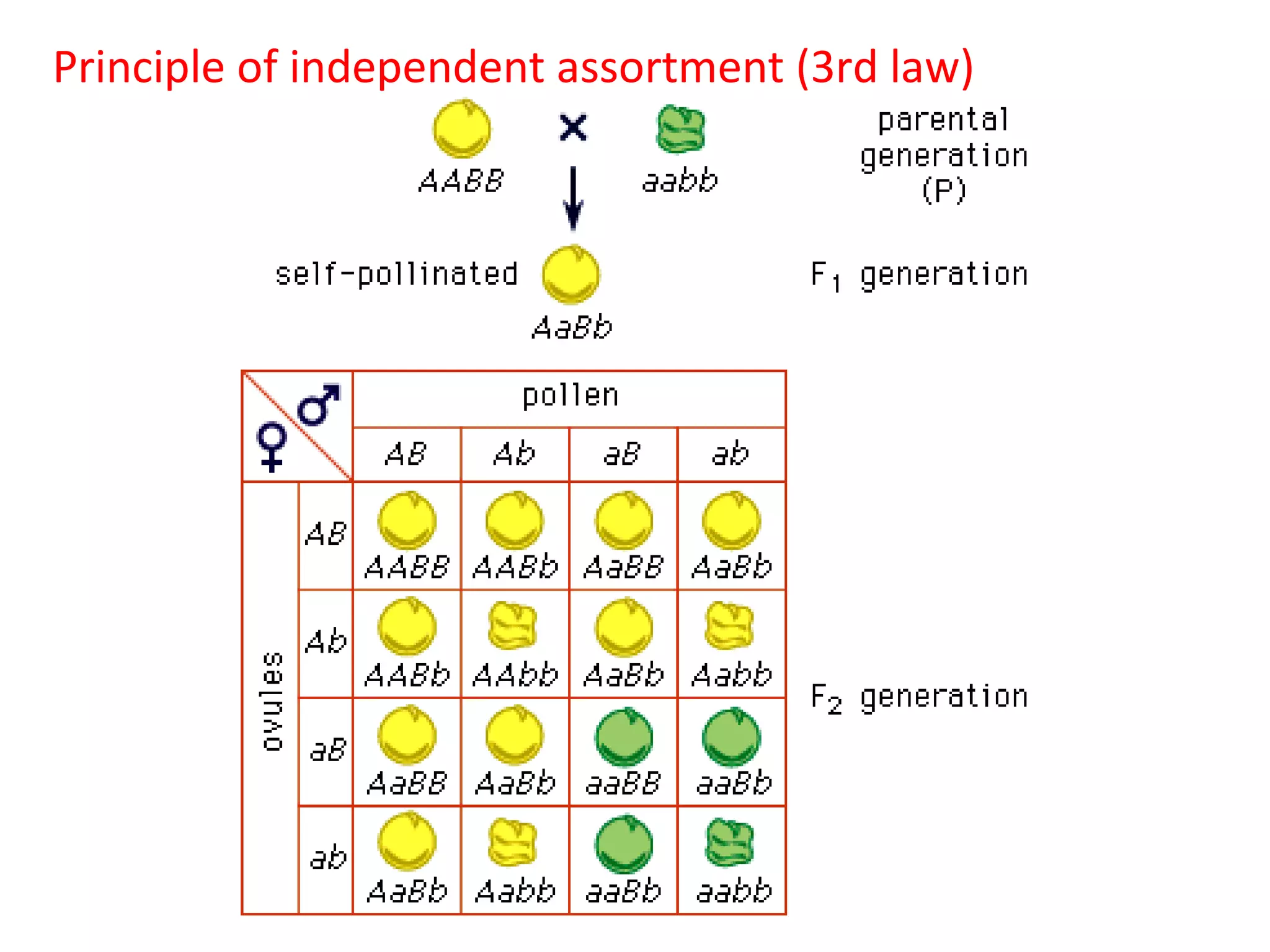 Principle of independent assortment (3rd law)

 