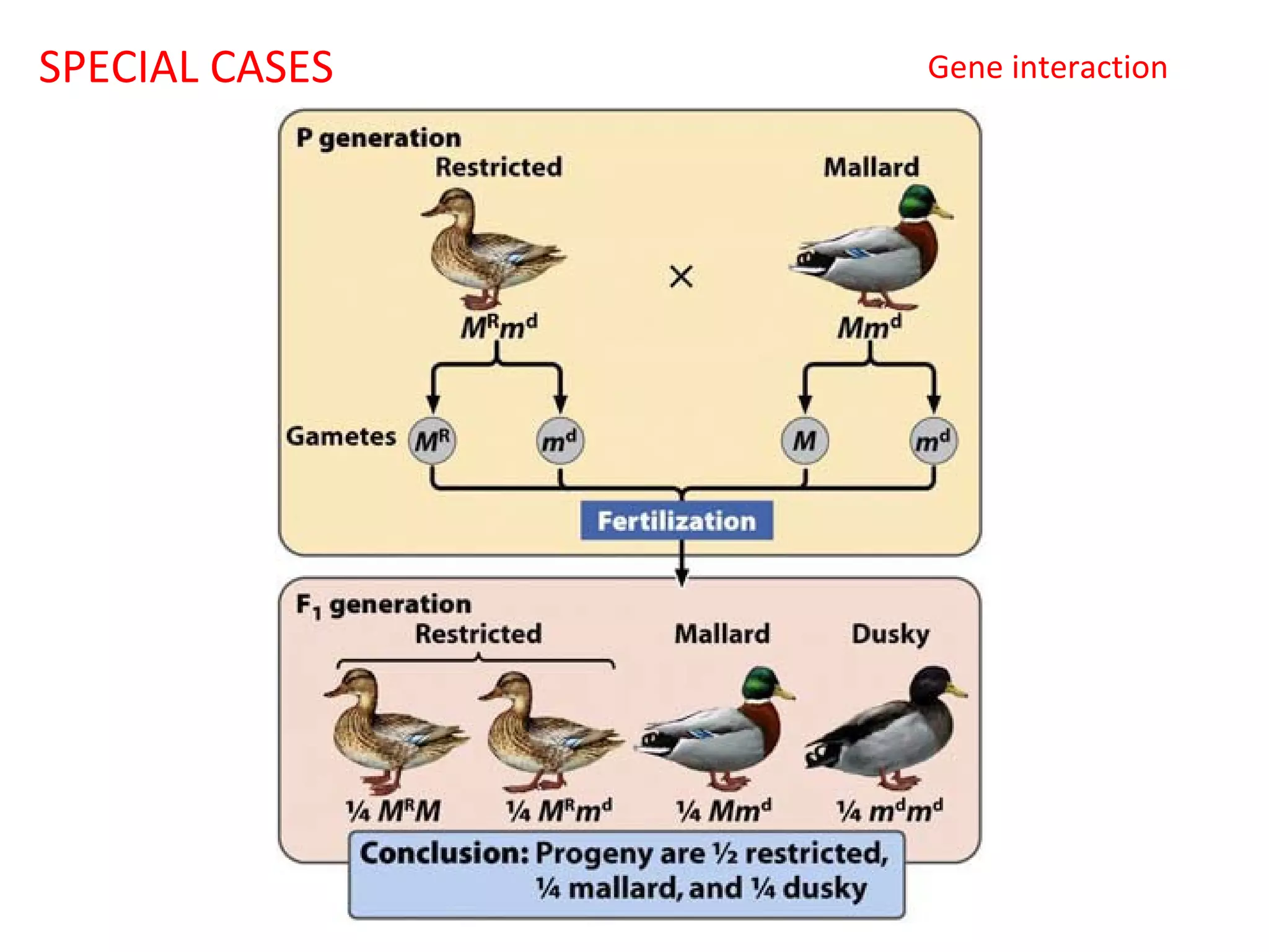 SPECIAL CASES

Gene interaction

 