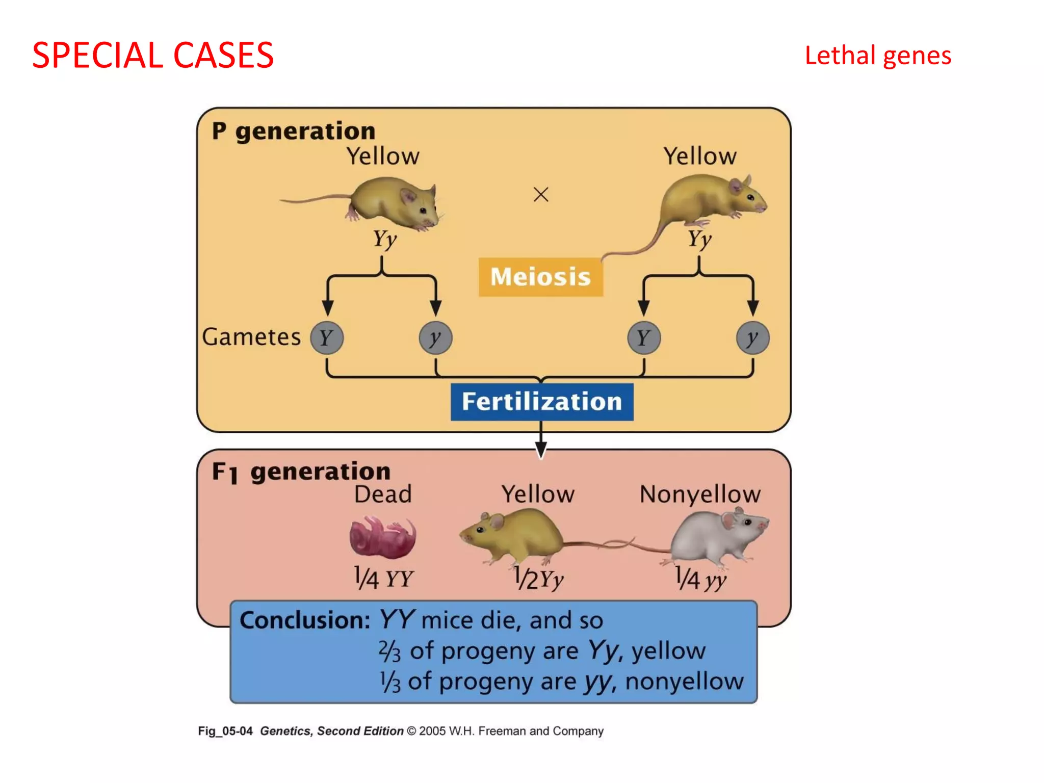 SPECIAL CASES

Lethal genes

 