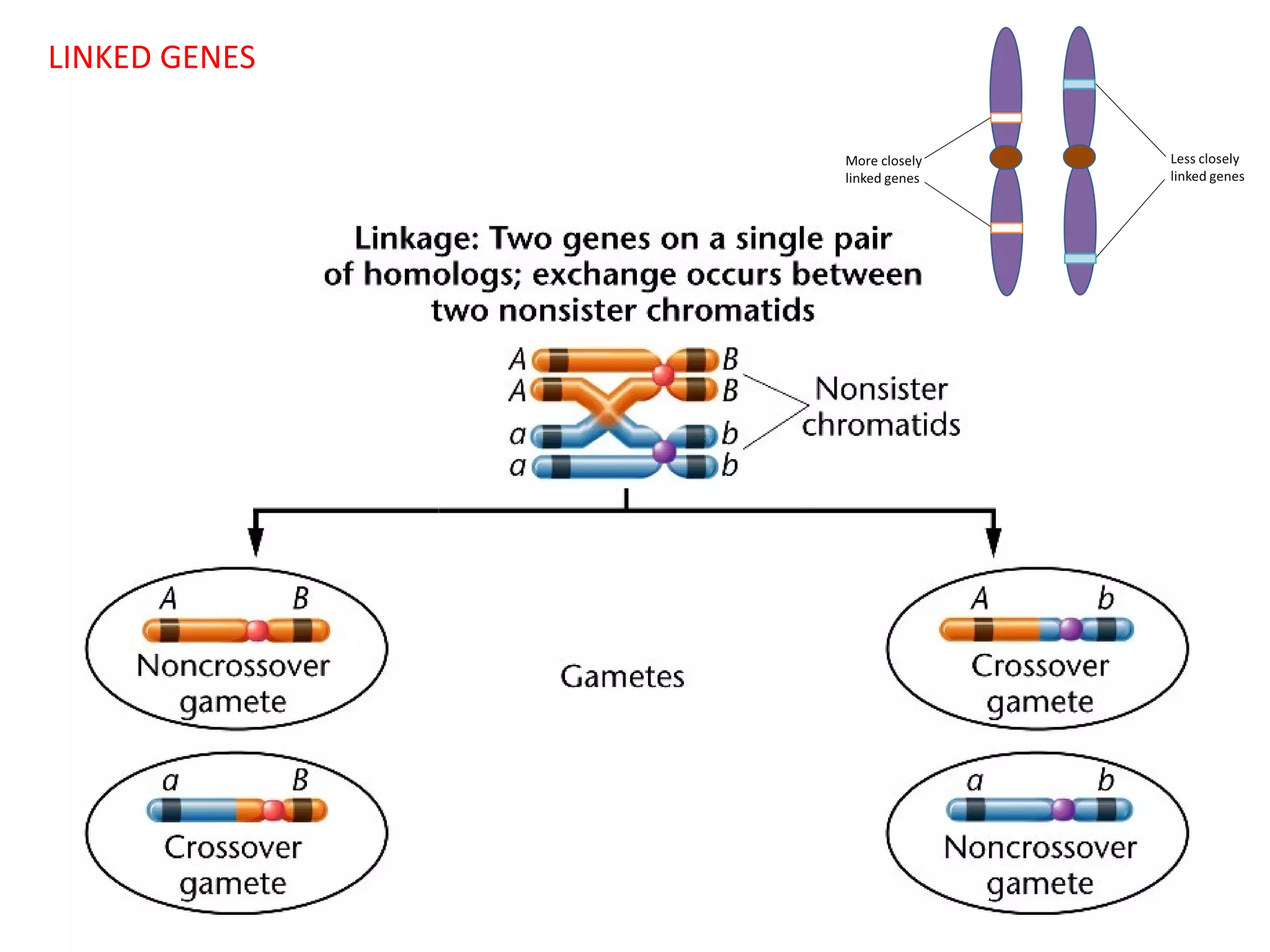 LINKED GENES

 