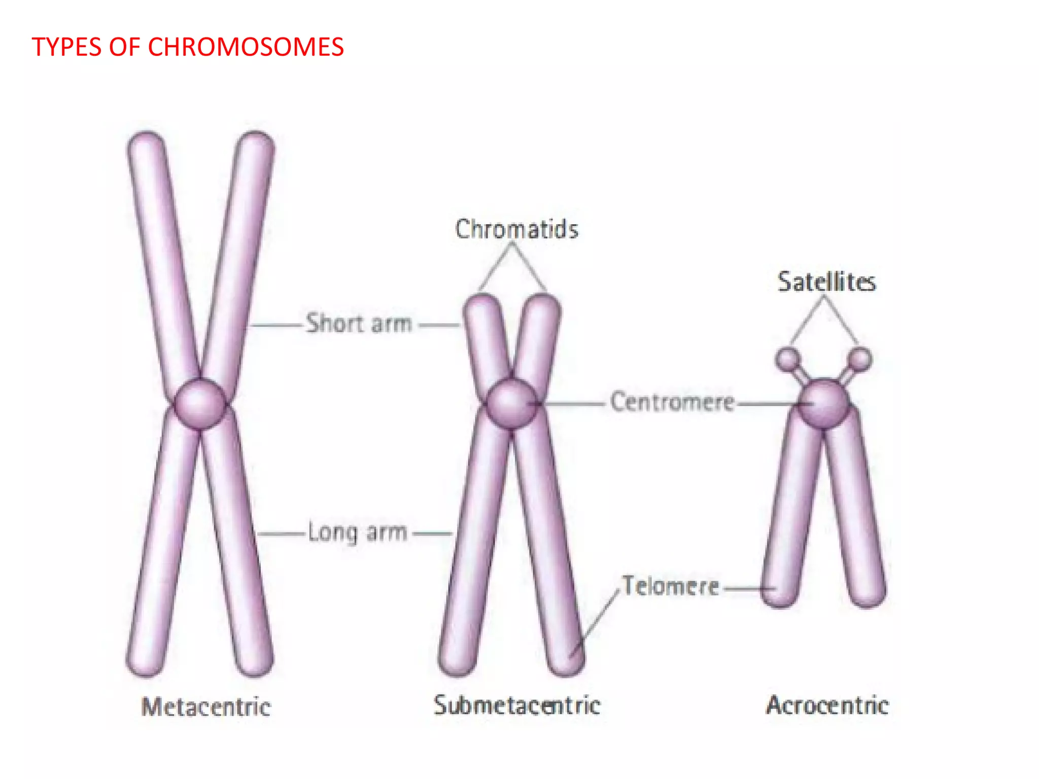 TYPES OF CHROMOSOMES

 