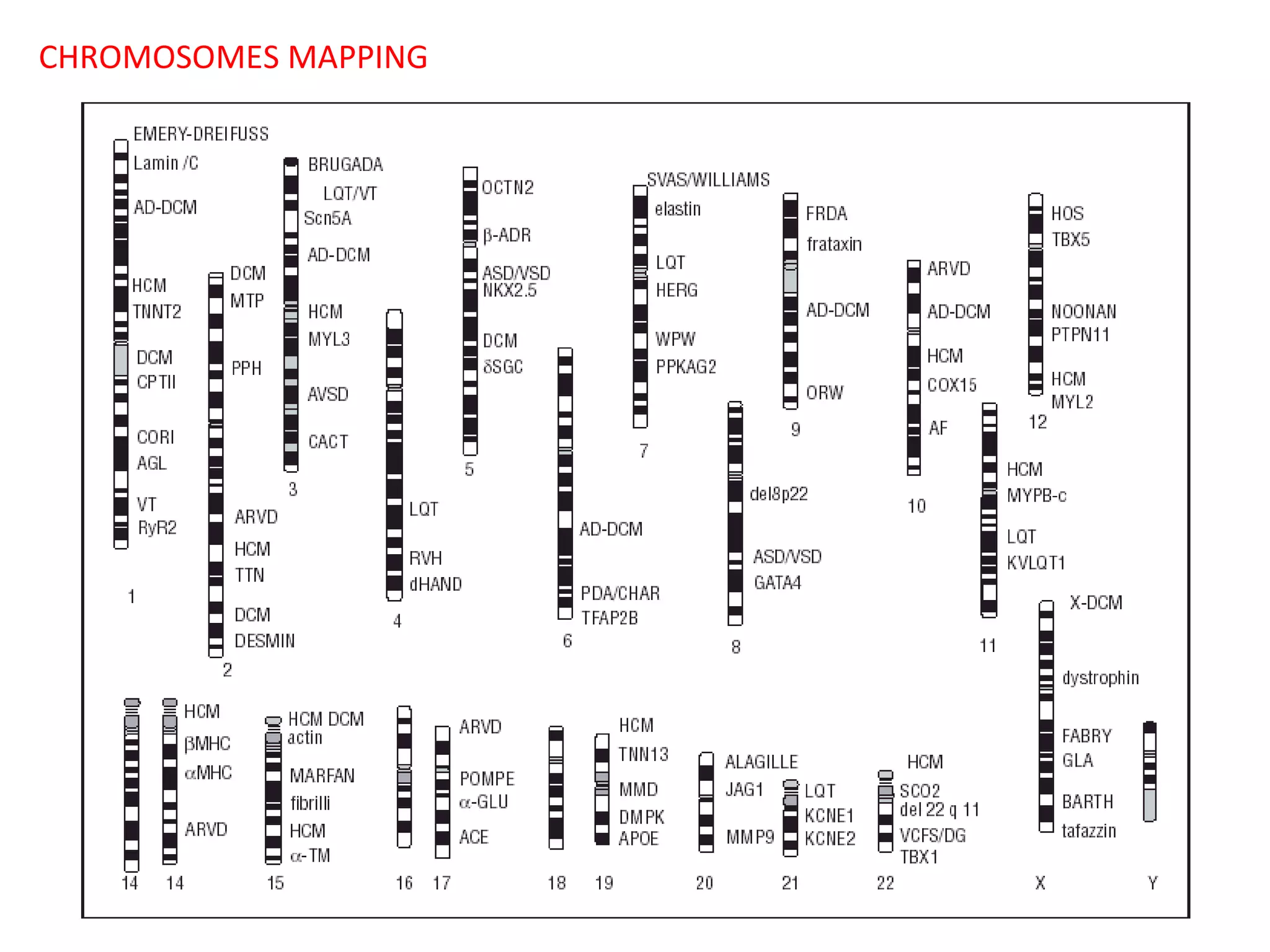 CHROMOSOMES MAPPING

 