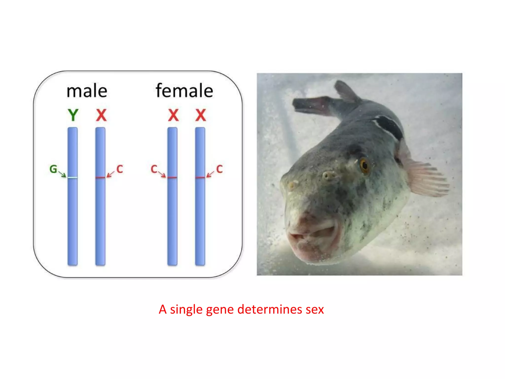 A single gene determines sex

 