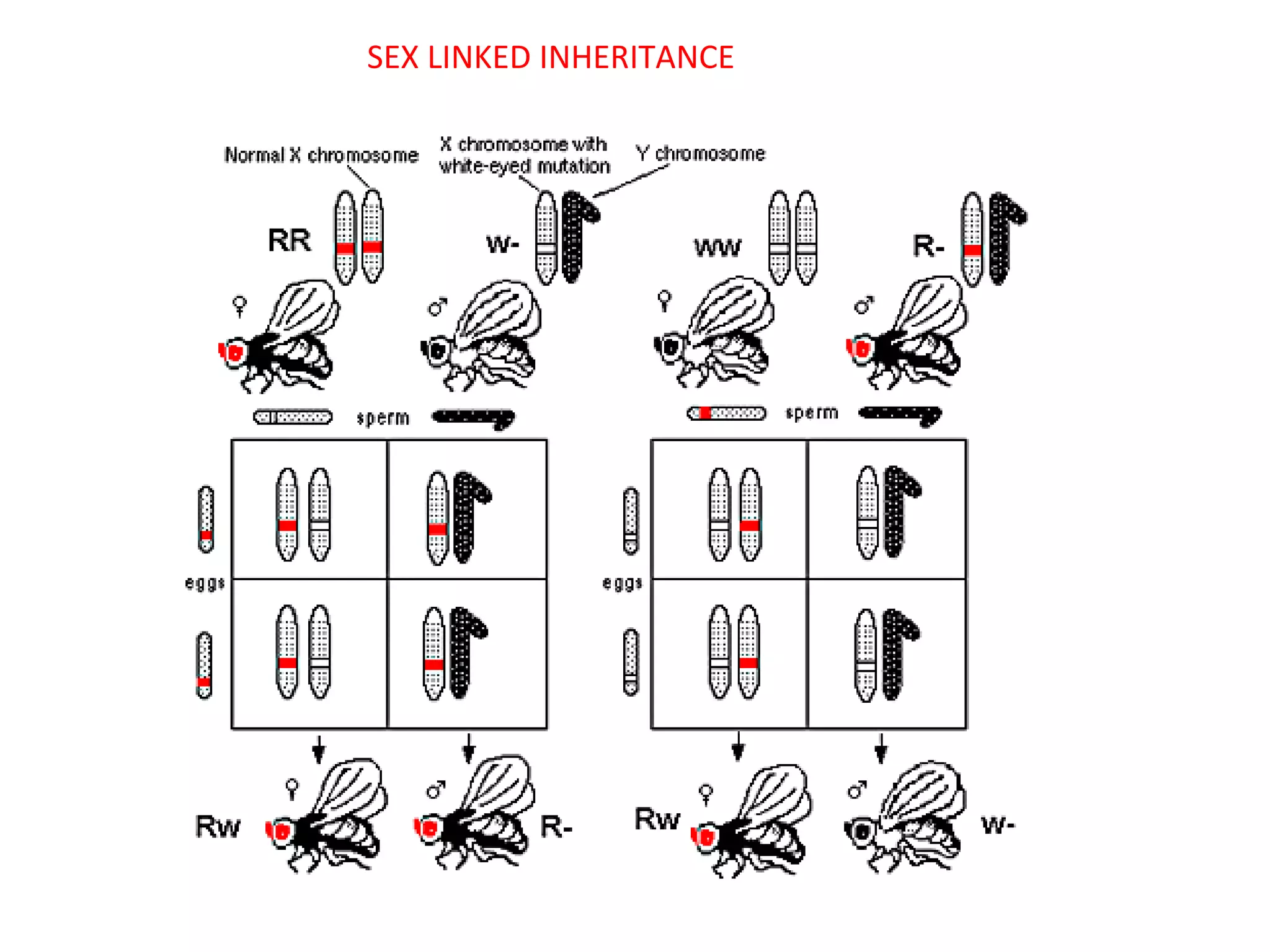 SEX LINKED INHERITANCE

 