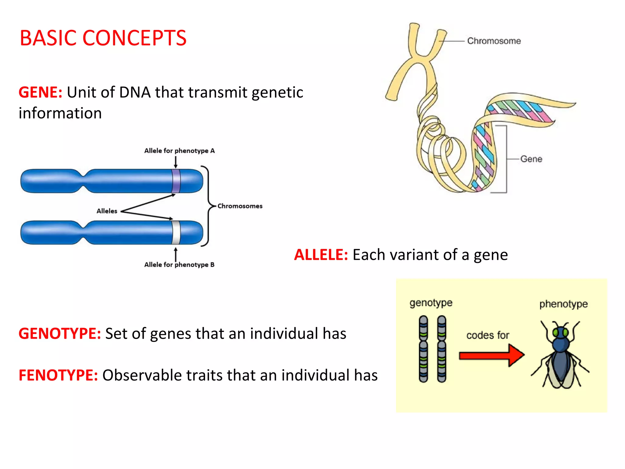 BASIC CONCEPTS
GENE: Unit of DNA that transmit genetic
information

ALLELE: Each variant of a gene

GENOTYPE: Set of genes that an individual has
FENOTYPE: Observable traits that an individual has

 