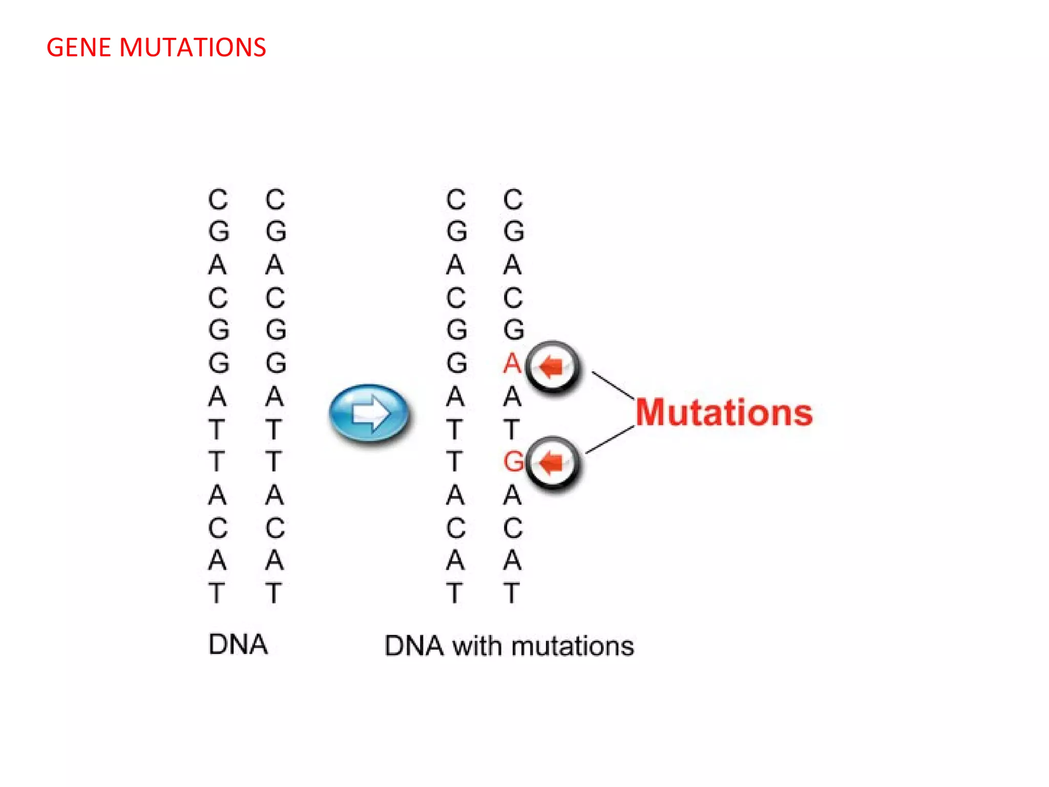 GENE MUTATIONS

 