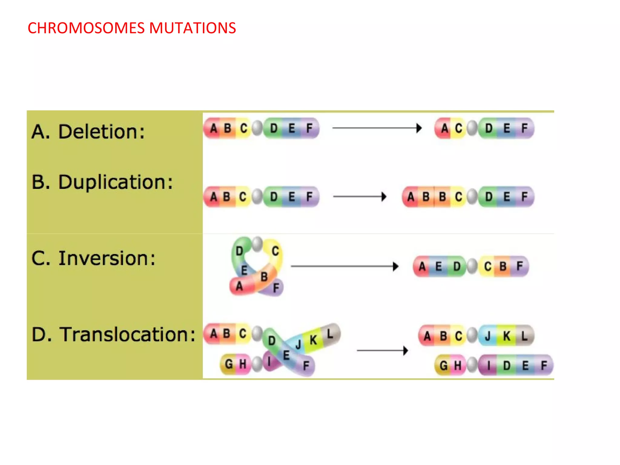 CHROMOSOMES MUTATIONS

 