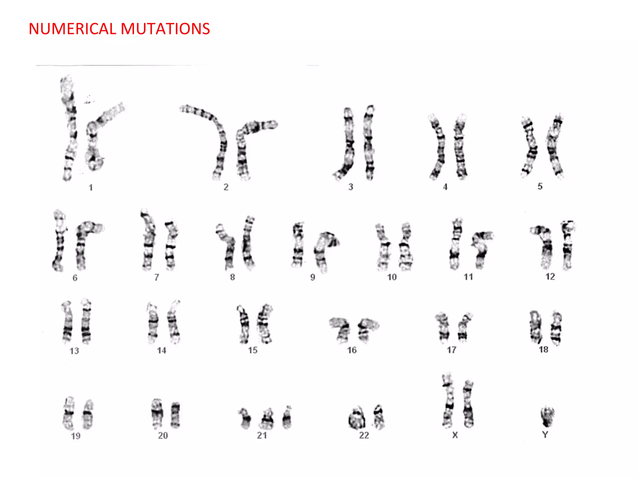 NUMERICAL MUTATIONS

 