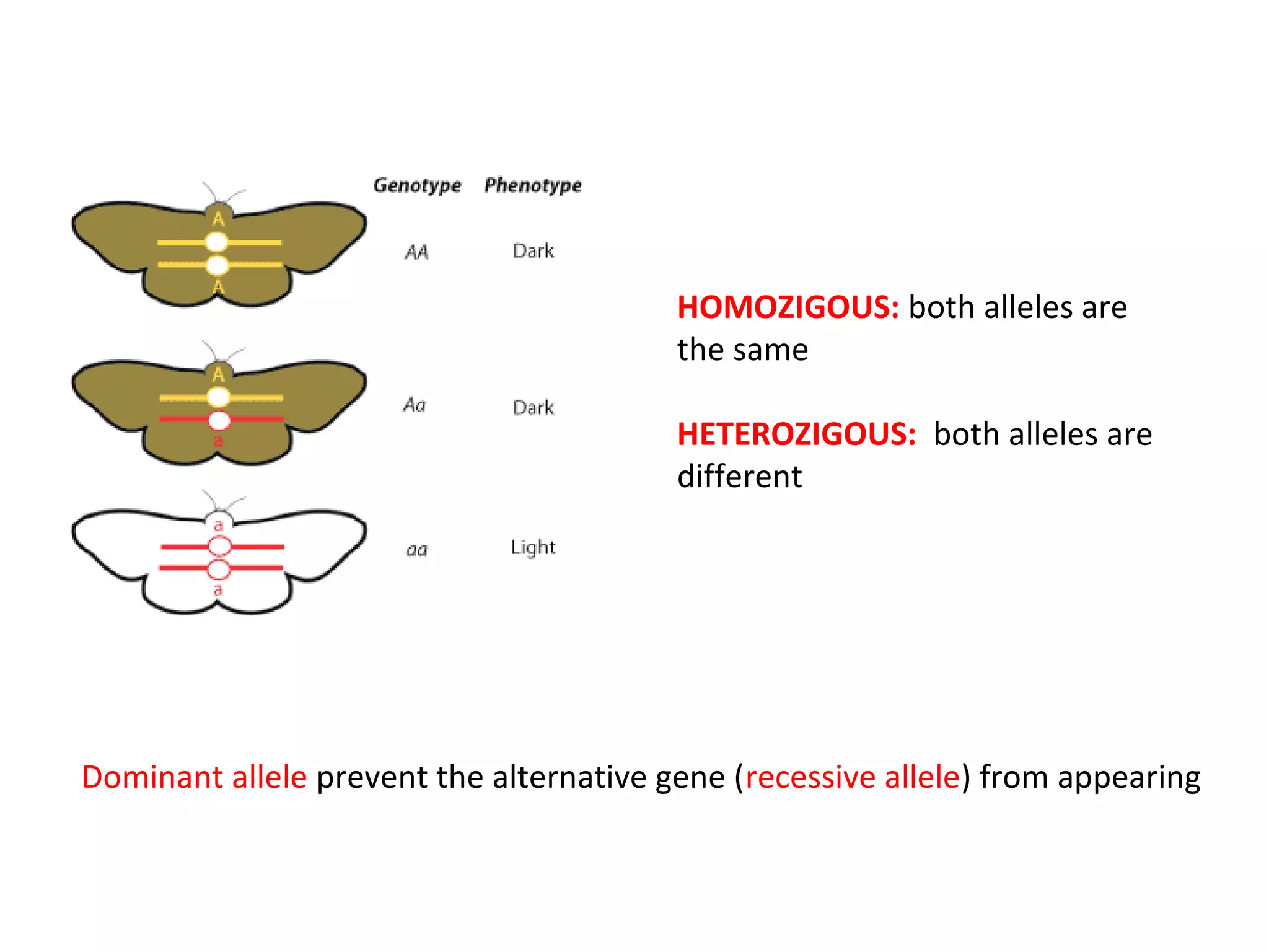 HOMOZIGOUS: both alleles are
the same
HETEROZIGOUS: both alleles are
different

Dominant allele prevent the alternative gene (recessive allele) from appearing

 