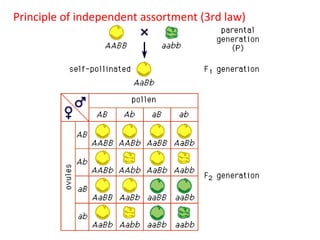 Principle of independent assortment (3rd law)

 