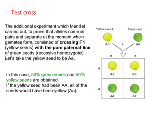 Test cross
The additional experiment which Mendel
carried out, to prove that alleles come in
pairs and separate at the moment when
gametes form, consisted of crossing F1
(yellow seeds) with the pure paternal line
of green seeds (recessive homozygote).
Let’s take the yellow seed to be Aa.

Green seed
Semilla verde

Yellow amarilla
Semilla seed F1 F1

Aa

x
a

aa
a

A

In this case, 50% green seeds and 50%
yellow seeds are obtained.
If the yellow seed had been AA, all of the
seeds would have been yellow (Aa).

Aa

Aa

aa

aa

a

 