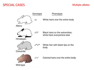 SPECIAL CASES

Multiple alleles

 
