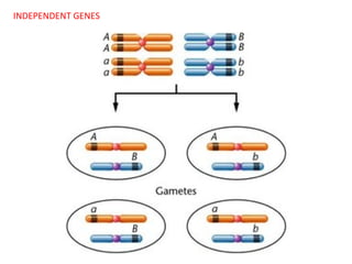 INDEPENDENT GENES

 