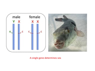 A single gene determines sex

 