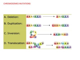 CHROMOSOMES MUTATIONS

 