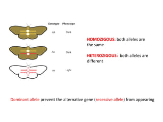 HOMOZIGOUS: both alleles are
the same
HETEROZIGOUS: both alleles are
different

Dominant allele prevent the alternative gene (recessive allele) from appearing

 