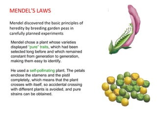 MENDEL’S LAWS
Mendel discovered the basic principles of
heredity by breeding garden peas in
carefully planned experiments
Mendel chose a plant whose varieties
displayed “pure” traits, which had been
selected long before and which remained
constant from generation to generation,
making them easy to identify.
He used a self-pollinating plant. The petals
enclose the stamens and the pistil
completely, which means that the plant
crosses with itself, so accidental crossing
with different plants is avoided, and pure
strains can be obtained.

 