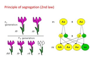 Principle of segregation (2nd law)

 
