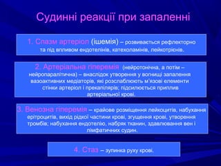 Судинні реакції при запаленні
1. Спазм артеріол (ішемія) – розвивається рефлекторно
та під впливом ендотелінів, катехоламінів, лейкотрієнів.

2. Артеріальна гіперемія

(нейротонічна, а потім –
нейропаралітична) – внаслідок утворення у вогнищі запалення
вазоактивних медіаторів, які розслаблюють м’язові елементи
стінки артеріол і прекапілярів; підсилюється приплив
артеріальної крові.

3. Венозна гіперемія – крайове розміщення лейкоцитів, набухання
ерітроцитів, вихід рідкої частини крові, згущення крові, утворення
тромбів; набухання ендотелію, набряк тканин, здавлювання вен і
лімфатичних судин.

4. Стаз – зупинка руху крові.

 