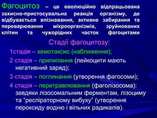 Фагоцитоз

– це еволюційно відпрацьована
захисно-пристосувальна реакція організму, де
відбувається впізнавання, активне забирання та
переварювання
мікроорганізмів,
зруйнованих
клітин
та
чужорідних
часток
фагоцитами

Стадії фагоцитозу:
1стадія – хемотаксис (наближення);
2 стадія – прилипання (лейкоцити мають
негативний заряд);
3 стадія – поглинання (утворення фагосоми);
4 стадія – перетравлювання (фаголізосома):
завдяки лізосомальним ферментам, лізоциму
та “респіраторному вибуху” (утворення
пероксиду водню і вільних радикалів).

 