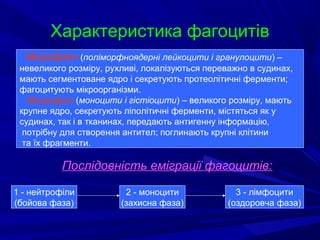 Характеристика фагоцитів
Мікрофаги (поліморфноядерні лейкоцити і гранулоцити) –
невеликого розміру, рухливі, локалізуються переважно в судинах,
мають сегментоване ядро і секретують протеолітичні ферменти;
фагоцитують мікроорганізми.
Макрофаги (моноцити і гістіоцити) – великого розміру, мають
крупне ядро, секретують ліполітичні ферменти, містяться як у
судинах, так і в тканинах, передають антигенну інформацію,
потрібну для створення антител; поглинають крупні клітини
та їх фрагменти.

Послідовність еміграції фагоцитів:
1 - нейтрофіли
(бойова фаза)

2 - моноцити
(захисна фаза)

3 - лімфоцити
(оздоровча фаза)

 