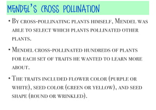 Mendel’s Cross Pollination
• By cross-pollinating plants himself, Mendel was

able to select which plants pollinated other
plants.
• Mendel cross-pollinated hundreds of plants

for each set of traits he wanted to learn more
about.
• The traits included flower color (purple or

white), seed color (green or yellow), and seed
shape (round or wrinkled).

 
