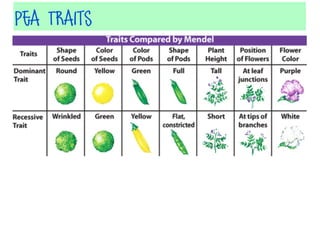 Pea Traits

 